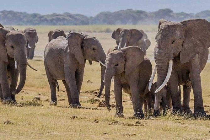 3 days Amboseli, Land of Kilimanjaro - Final Thoughts