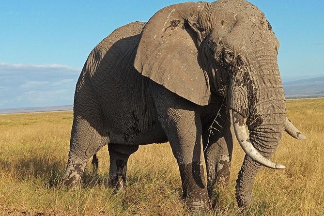 3 Days Amboseli National Park - The Itinerary Breakdown: What to Expect