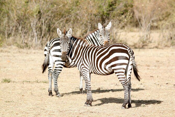 3 Days Amboseli national Park experience. - Discovering Amboseli in Just 3 Days: What You Can Expect