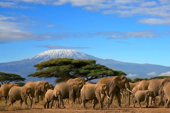 3 Days Amboseli National Park-Lodge Safari with Private 4x4 JEEP - Key Points