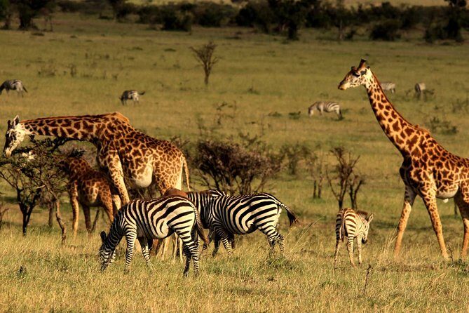 3 Days Amboseli National Park-Lodge Safari with Private 4x4 JEEP - Who is This Tour Best For?