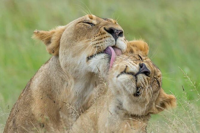 3 Days Amboseli National Park-Lodge Safari with Private 4x4 JEEP - FAQs