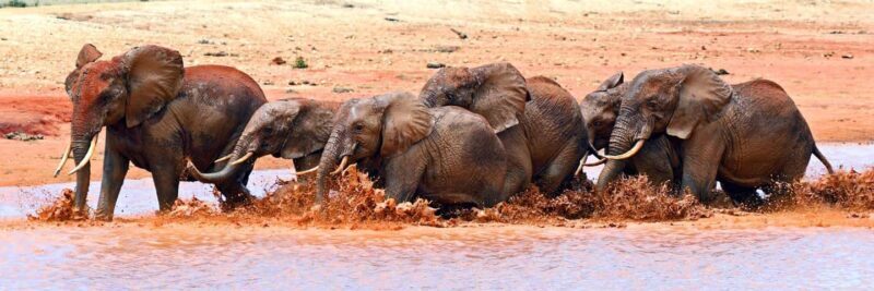 3 Days Amboseli National Park Luxury Safaris - The Itinerary in Detail