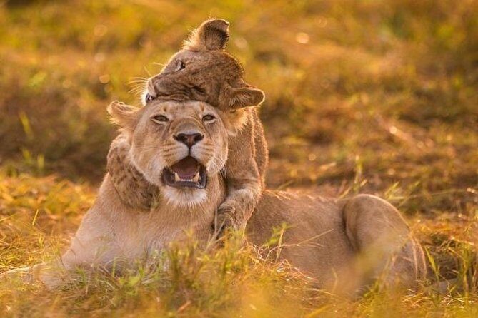 3 Days Amboseli National Park safari - Who Should Consider This Tour?