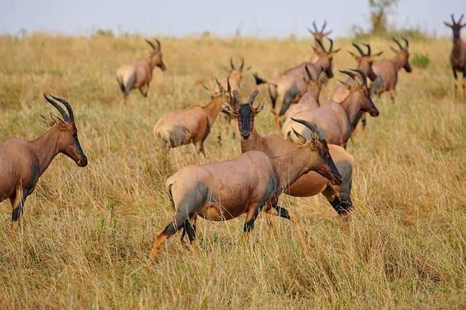 3 Days Amboseli National Park safari - Final Thoughts