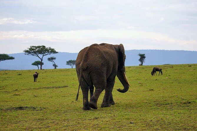 3 Days Amboseli National Park safari - FAQs