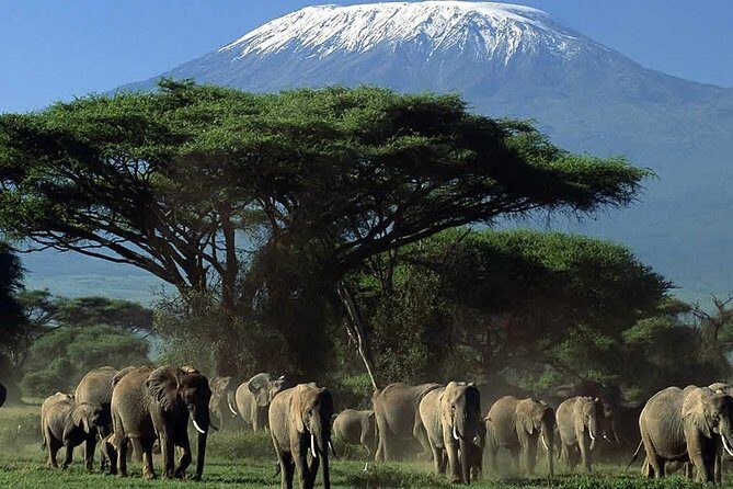 3 Days Amboseli Safari - What’s Included and What’s Not?  
