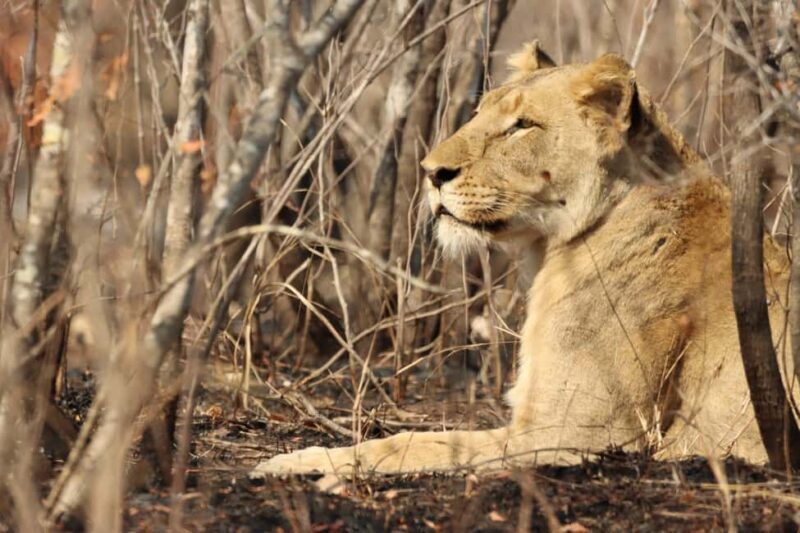 3 Days Amboseli & Tsavo West: Unforgettable Adventure - Who Is This Tour Best Suited For?