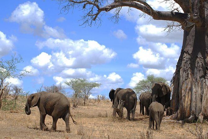 3 Days Amzing Safari in Tarangire and Nngorongoro - The Complete Safari Experience