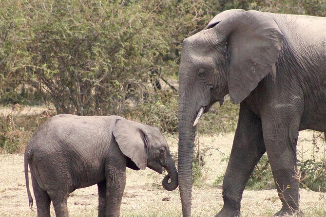3 Days Amzing Safari in Tarangire and Nngorongoro - FAQ