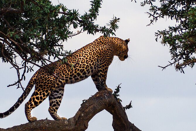 3 Days and 2 Nights Adventure in Masai Mara - Key Points