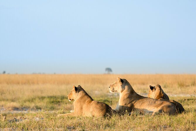 3 Days and 2 Nights Adventure in Masai Mara - How the Itinerary Unfolds
