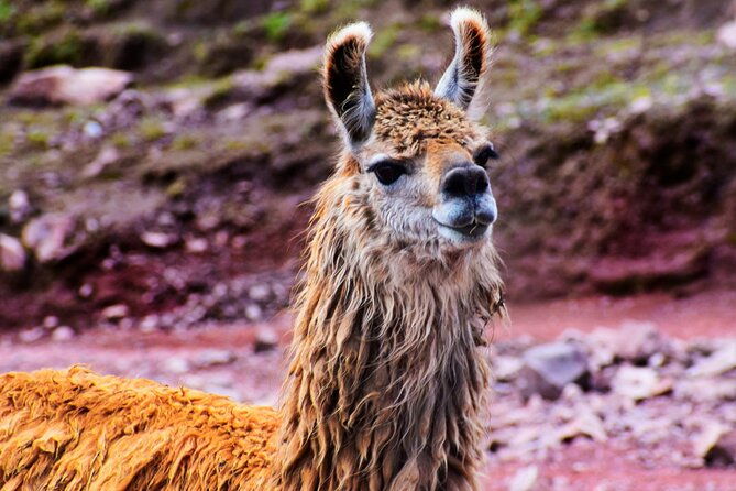 3-days-and-2-nights-huchuy-qosqo-trek-to-machu-picchu