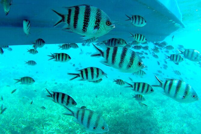 3 Days and 2 Nights Tioman Tour Package from Singapore - Key Points