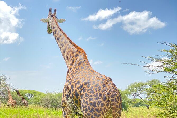 3-Days Arusha National Park-Tarangire park - Ngorongoro Crater - Day 1: Exploring Arusha National Park