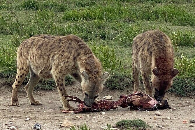 3-Days Arusha National Park-Tarangire park - Ngorongoro Crater - Transportation, Group Size, and Overall Value
