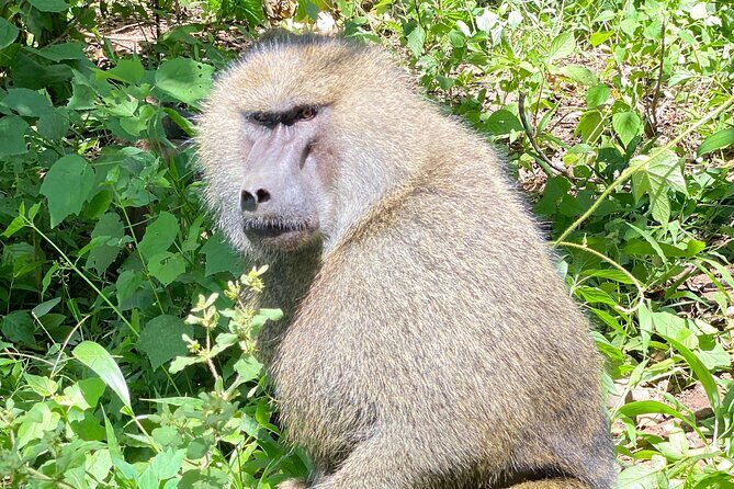 3-Days Arusha National Park-Tarangire park - Ngorongoro Crater - Authenticity and Guide Expertise