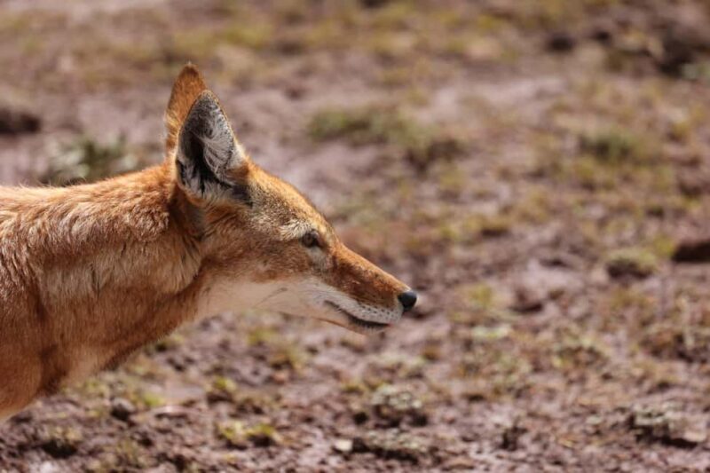3 Days at Bale Mountains - Final Thoughts: Is This Tour for You?