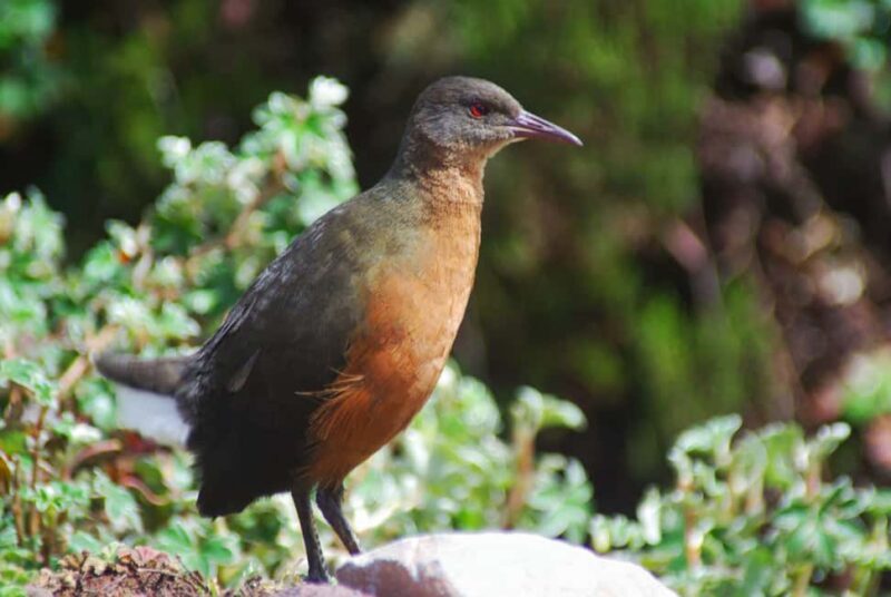 3 Days at Bale Mountains - Frequently Asked Questions