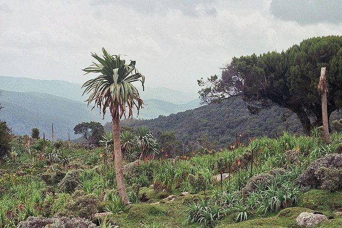 3 Days Bale Mountains trekking - Key Points