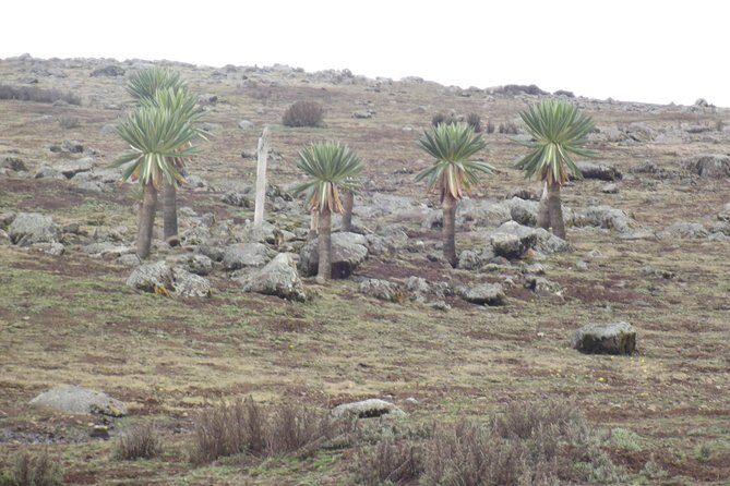 3 Days Bale Mountains trekking - Overall Value