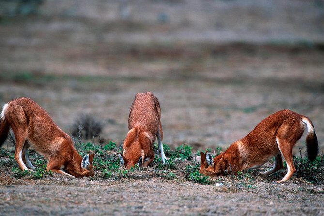 3 Days Bale Mountains trekking - Who Would Love This Tour?