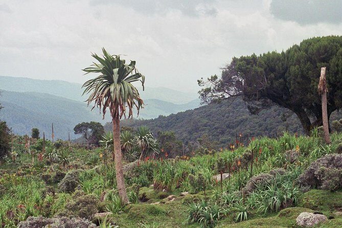 3 Days Bale Mountains Trekking - Exploring the Bale Mountains: Nature and Wildlife