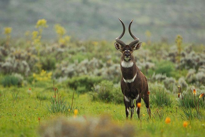 3 Days Bale Mountains Trekking - The Sum Up