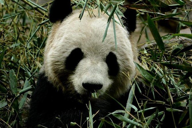 3 Days Beijing Private Tour Combo Package - Deep Dive into the 3-Day Beijing Private Tour Experience