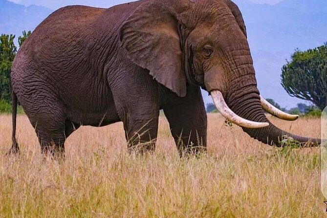 3 Days Best of Queen Elizabeth National Park Wildlife Tour - FAQ