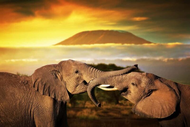 3 Days Best of Tsavo East and West with Mzima Springs Safari - Key Points