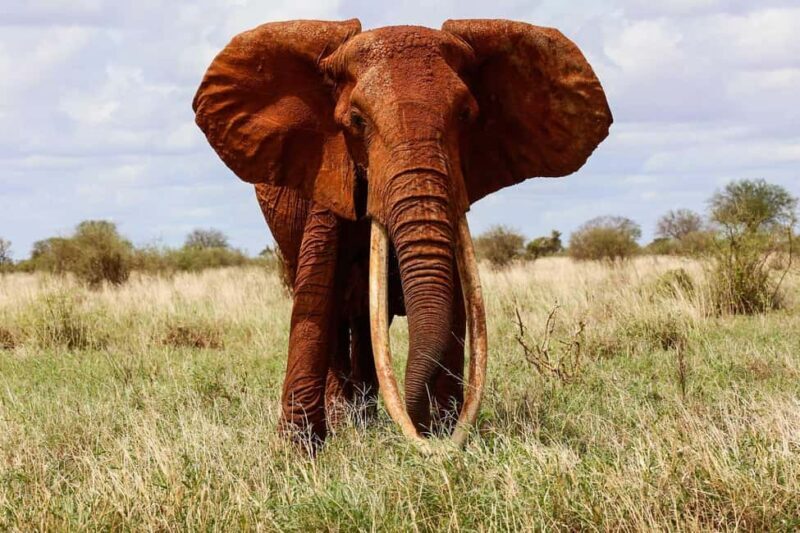 3 Days Best of Tsavo East and West with Mzima Springs Safari - The Complete 3-Day Tsavo Safari Experience