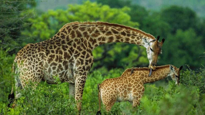 3 Days Best of Tsavo East and West with Mzima Springs Safari - The Sum Up: Is It Worth It?