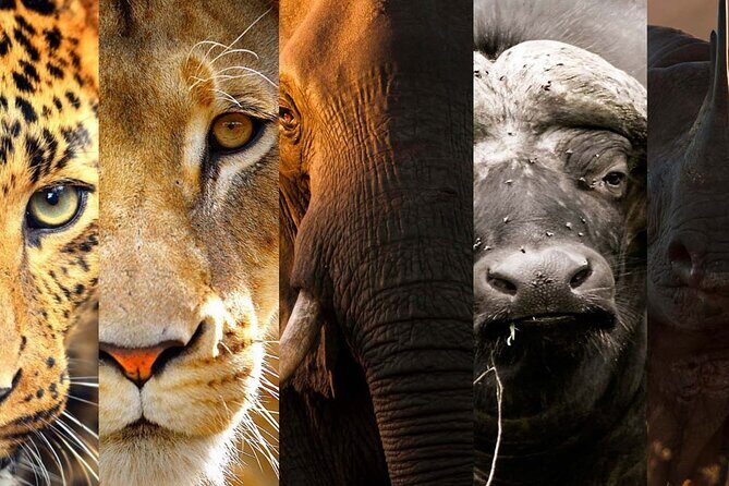 3 Days Big Five Unforgetable Lodging Tanzania Safari - Starting in Arusha and Heading to Tarangire