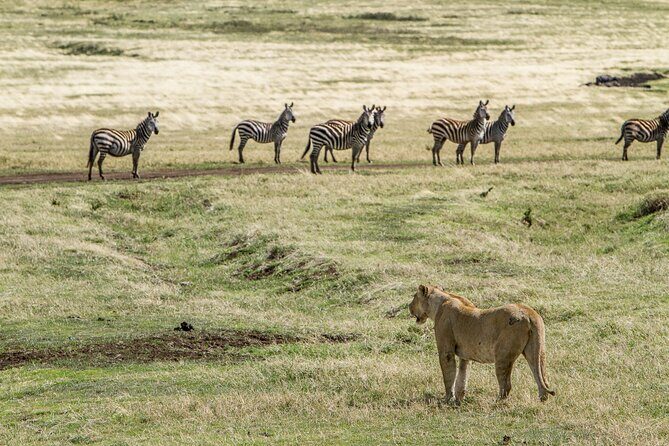 3 Days Big Five Unforgetable Lodging Tanzania Safari - Day Three: Lake Manyara and Return to Arusha