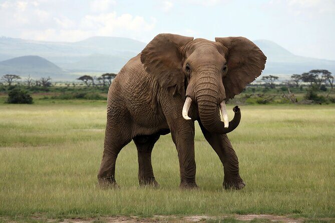 3 Days Big Five Unforgetable Lodging Tanzania Safari - What Sets This Safari Apart