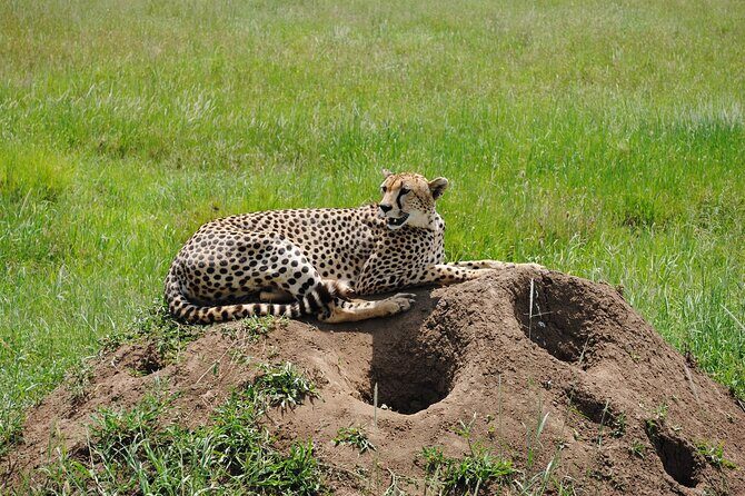 3 Days Big Five Unforgetable Lodging Tanzania Safari - The Value of This Safari