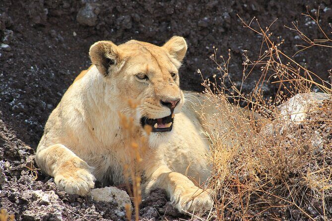 3 Days Big Five Unforgetable Lodging Tanzania Safari - Final Thoughts