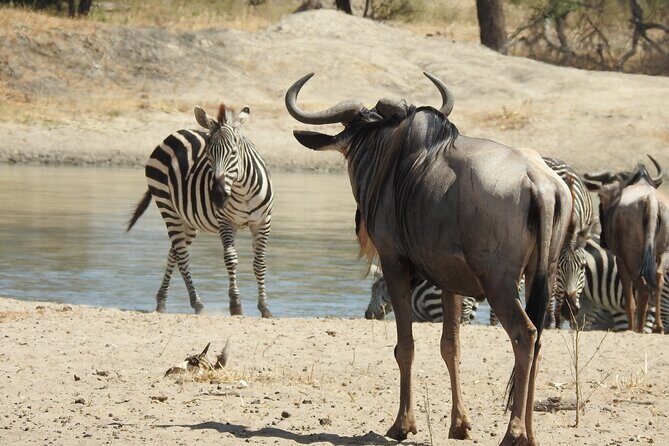 3 Days Budget Camping Safari to Serengeti and Ngorongoro Crater - Key Points