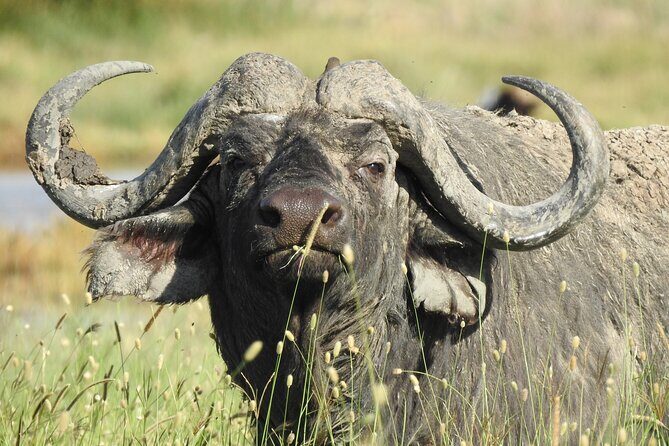 3 Days Budget Camping Safari to Serengeti and Ngorongoro Crater - Who Should Consider This Tour?