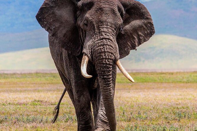 3 Days Budget Camping Safari Tour Tanzania - Key Points