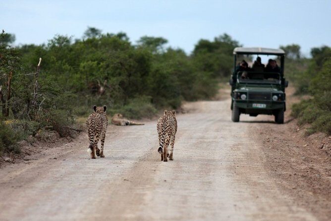 3 Days Budget Masai Mara Safari - Authentic Experiences from Real Travelers