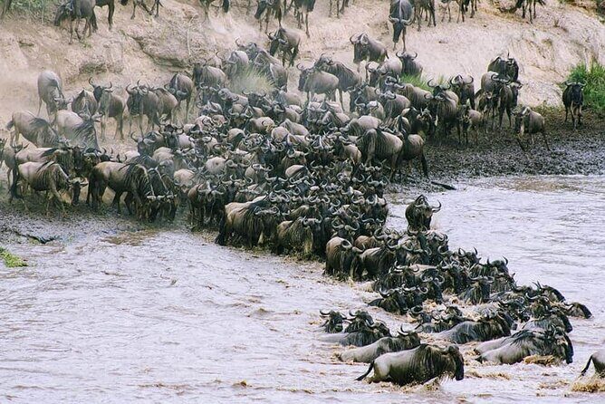 3 Days Budget Masai Mara Safari - FAQs