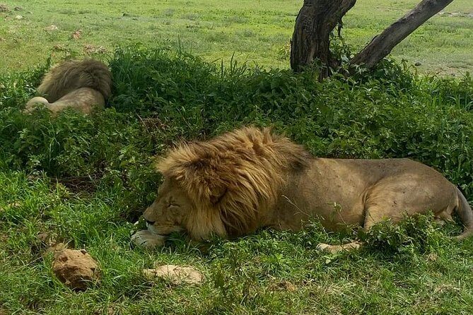 3 Days Budget Mid Range Safari Tour Tanzania - Exploring the Itinerary in Detail