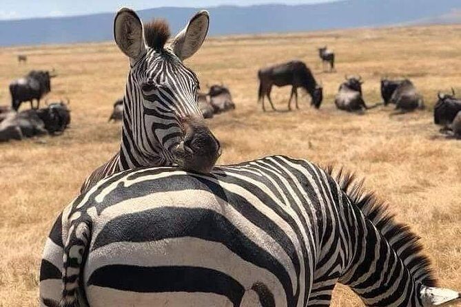 3 Days Budget Mid Range Safari Tour Tanzania - Final Thoughts: Is This Safari Worth It?