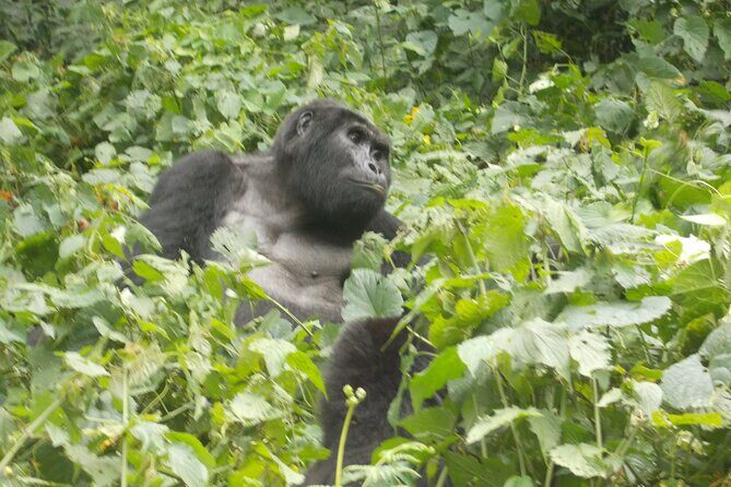 3 Days Bwindi Gorilla Trekking tour - The Sum Up