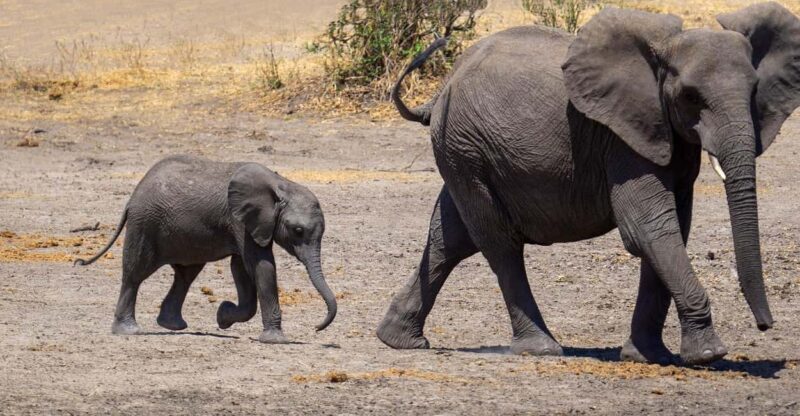 3 Days Camping Experience Safari: mikumi national Park - Key Points