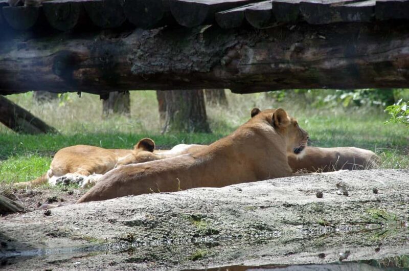 3 Days Camping Experience Safari: mikumi national Park - The Itinerary Breakdown