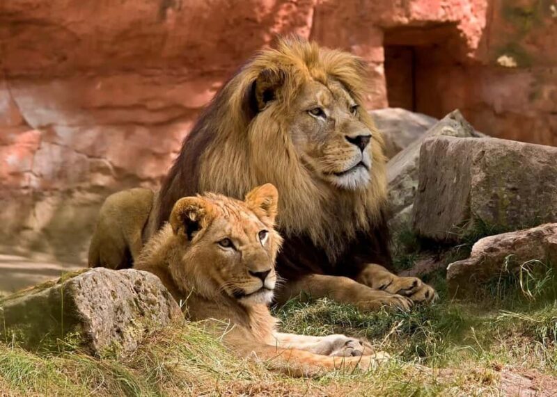 3 Days Camping Experience Safari: mikumi national Park - FAQs