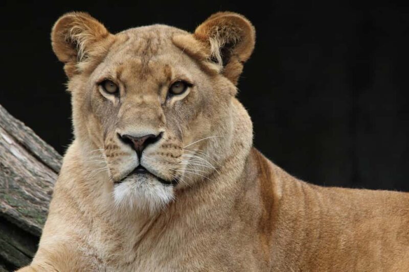 3-days camping safari from Dar-es-Salaam to Mikumi N. Park - Introduction